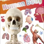 Human Body
