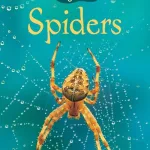 Spiders By Rebecca Gilpin