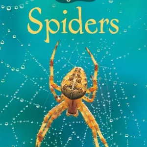Spiders By Rebecca Gilpin