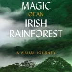 The Magic Of An Irish Rainforest By Eoghan Daltun
