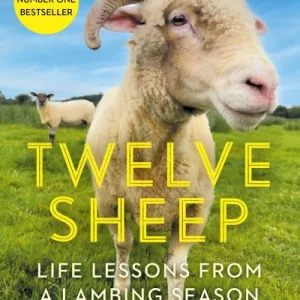 Twelve Sheep By John Connell